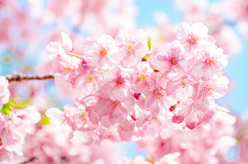 青空を背景にハイキーに写した河津桜