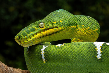 Very closeup side view head of Green Tree Python (Morelia viridis) also known as the Emerald Green...
