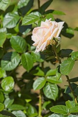 Closeup of Rosa Madame Anisette which is a hydrid tea type grandiflora.