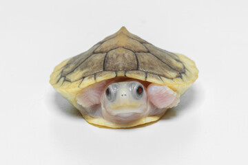 Caramel Pink Albino Red-Eared Slider Turtle is a rare and fascinating pet and visually stunning!