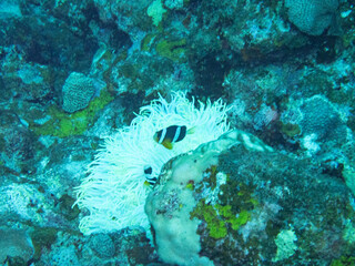 Clark's Anemonefish in whitened sea anemone