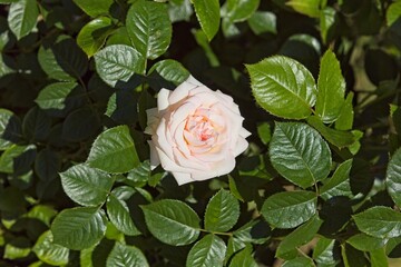 Closeup of Rosa Madame Anisette which is a hydrid tea type grandiflora.
