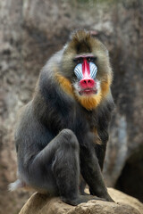The Mandrill (Mandrillus sphinx) is a large Old World monkey native to West Central Africa. It is...