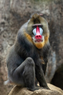 The Mandrill (Mandrillus sphinx) is a large Old World monkey native to West Central Africa. It is one of the most colorful mammals in the world, with red and blue skin on its face and posterior. 