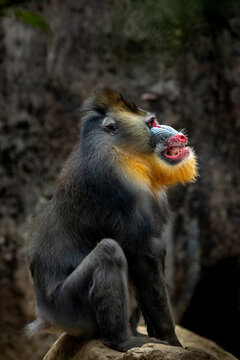 The Mandrill (Mandrillus sphinx) is a large Old World monkey native to West Central Africa. It is one of the most colorful mammals in the world, with red and blue skin on its face and posterior. 