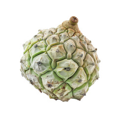 Fototapeta premium Unique green chayote vegetable on a transparent background highlighting its distinctive shape and textured skin