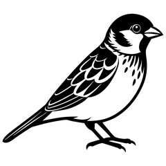 Obraz premium Sparrow bird vector design on a white background