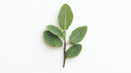 Obraz premium Sprig of Green Mint Leaves with a Stem on White Background