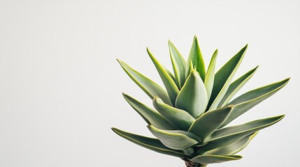 Fototapeta premium Close-up of a Succulent Plant with Green Leaves Against a White Background