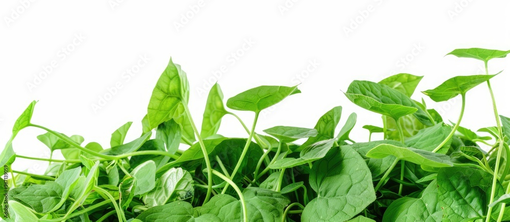 Poster a detailed image featuring a water spinach or ipomoea aquatica pile isolated on white with room for 