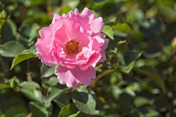 Obraz premium Closeup of Rosa Sommerwind roses bloom throughout the summer.