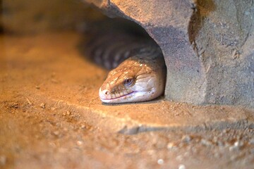 Panana Lizard or Blue Tongue Skink