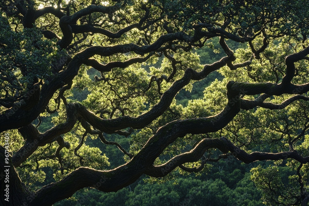 Poster This image showcases the interwoven branches of a tree, creating a captivating, lush green canopy that filters sunlight, evocative of nature's intricate beauty and complexity.
