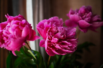 A bouquet of pink peonies with green leaves in a crystal vase on the background of the window.