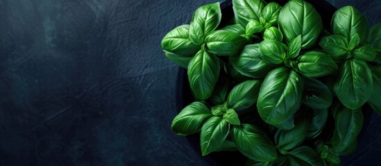 Top view of a potted fresh basil plant set against a dark background a vibrant green herb grown indoors a close up copy space image promoting healthy eating