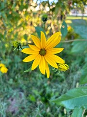 Yellow spring flower with green background 