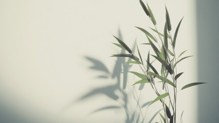 Naklejka premium Plant with Shadow on White Wall