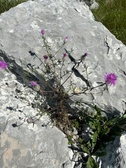 Dinara mountain in Croatia, landscape