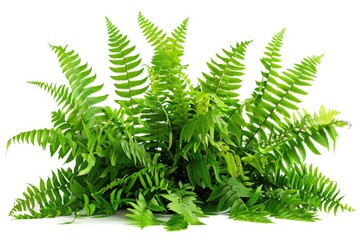 A collection of green plants sit atop a white surface, perfect for showcasing indoor gardens or decorative displays