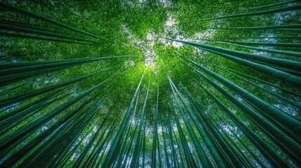 A forest of tall bamboo, captured from the ground, stretching up toward the bright sky, creating a natural tunnel of green and light