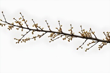 Obraz premium Branch Isolated on White Background