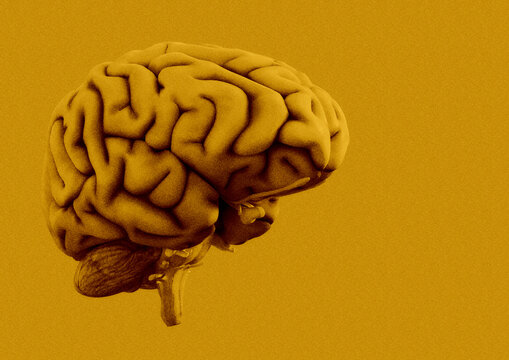 Human brain, illustration
