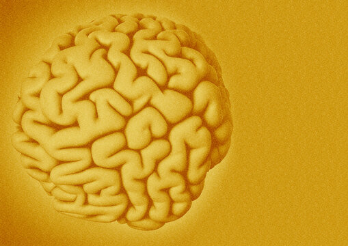 Human brain, illustration