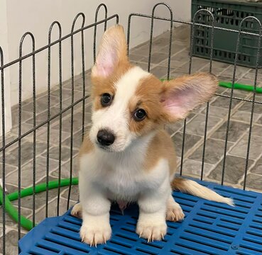 Little Corgi puppy is so adorable with its tiny paws and fluffy tail