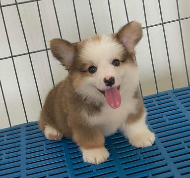 Little Corgi puppy is so adorable with its tiny paws and fluffy tail