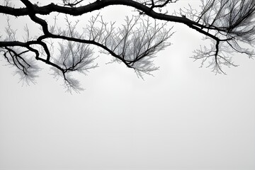 Fototapeta premium Dry Branches Isolated on White Background