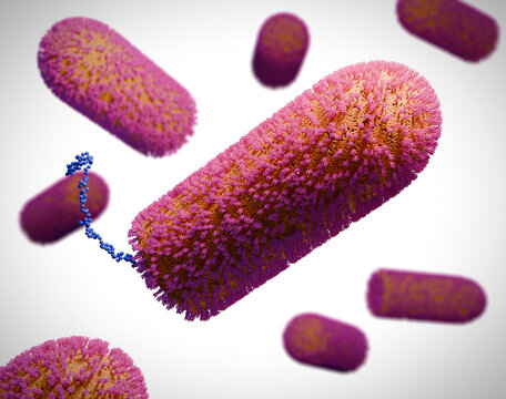 Chandipura virus particles, illustration
