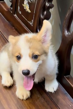 Little Corgi puppy is so adorable with its tiny paws and fluffy tail