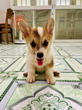 Little Corgi puppy is so adorable with its tiny paws and fluffy tail