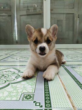 Little Corgi puppy is so adorable with its tiny paws and fluffy tail