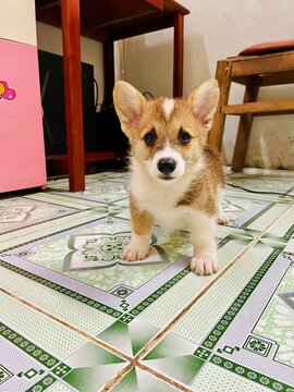Little Corgi puppy is so adorable with its tiny paws and fluffy tail