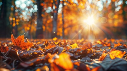 Sunlight filters through vibrant fallen autumn leaves on a forest floor, creating a warm, glowing scene rich in seasonal colors..