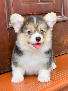 Little Corgi puppy is so adorable with its tiny paws and fluffy tail