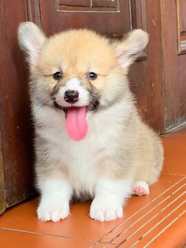 Little Corgi puppy is so adorable with its tiny paws and fluffy tail