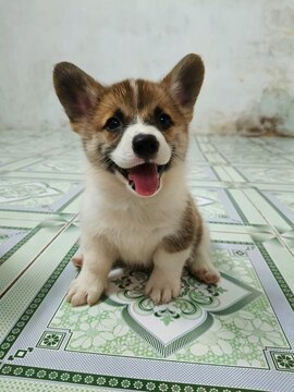 Little Corgi puppy is so adorable with its tiny paws and fluffy tail