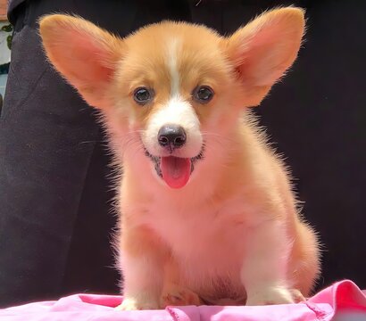 Little Corgi puppy is so adorable with its tiny paws and fluffy tail