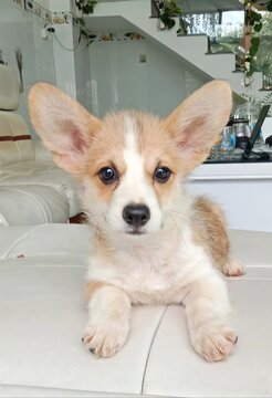 Little Corgi puppy is so adorable with its tiny paws and fluffy tail