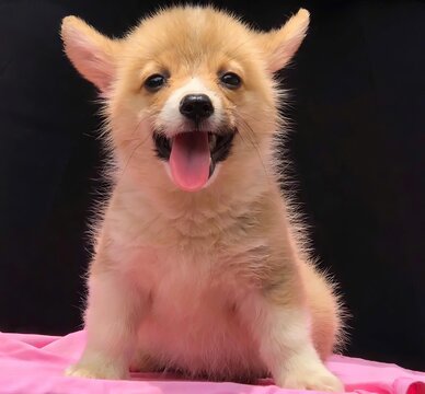 Little Corgi puppy is so adorable with its tiny paws and fluffy tail