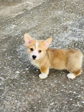 Little Corgi puppy is so adorable with its tiny paws and fluffy tail