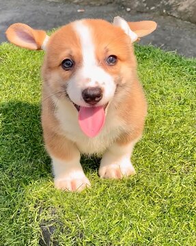 Little Corgi puppy is so adorable with its tiny paws and fluffy tail