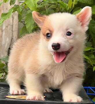 Little Corgi puppy is so adorable with its tiny paws and fluffy tail