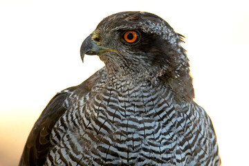 Adult female Northern Goshawk in a Mediterranean pine and oak forest in the last light of a summer day