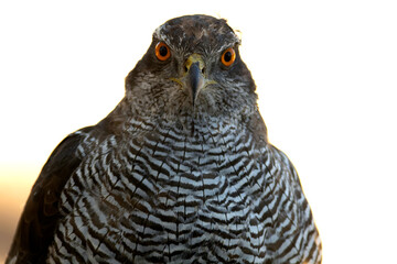 Adult female Northern Goshawk in a Mediterranean pine and oak forest in the last light of a summer day