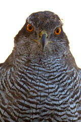 Adult female Northern Goshawk in a Mediterranean pine and oak forest in the last light of a summer day