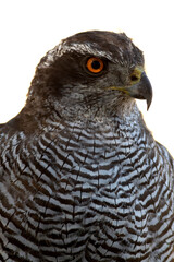 Adult female Northern goshawk at a watering hole in a Mediterranean pine and oak forest in the last light of a hot summer day