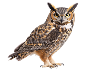 a brown and white owl